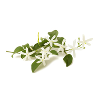 Absolue de Jasmin